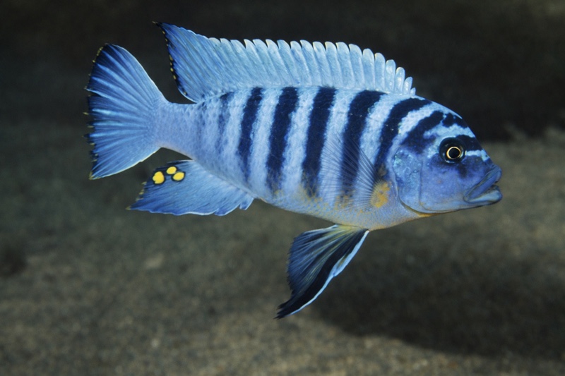 Maylandia fainzilberi 'Makonde'